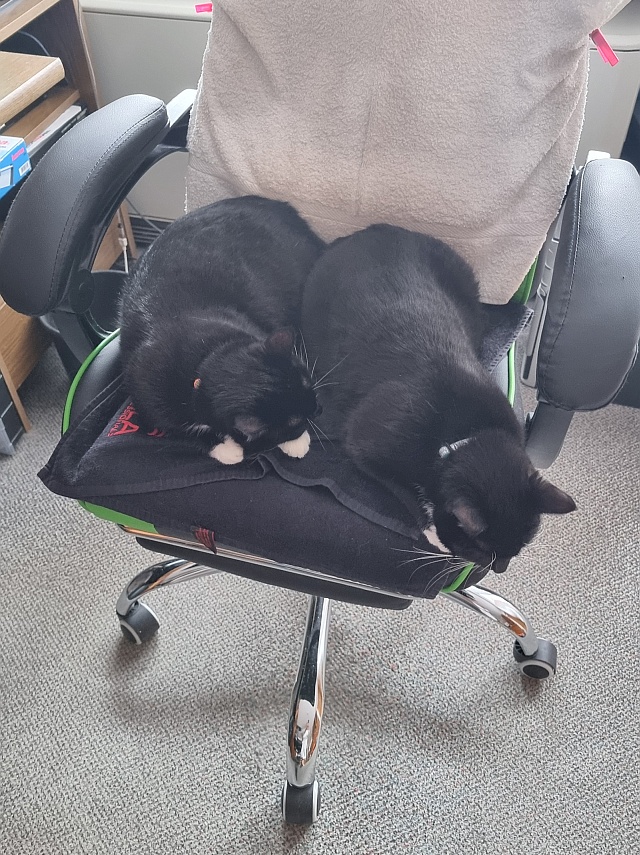 ../images/fotoalbum/katzen/2026-01-26 11.57.20